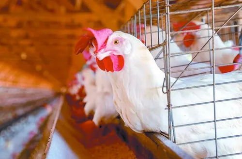 Produção de carne de frango deve bater recorde em 2026 e impulsionar agropecuária brasileira