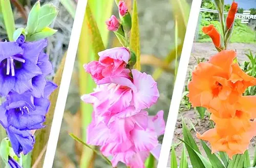 Projeto de flores temperadas movimenta mais de R$ 100 mil em Alagoas