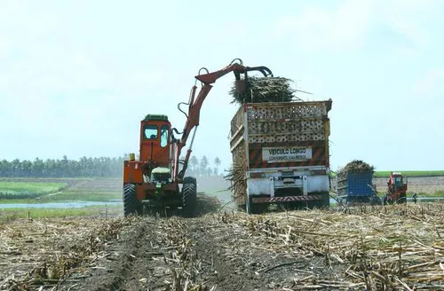Safra 25/26 acumula 2,5 milhões de toneladas de cana processadas em Alagoas