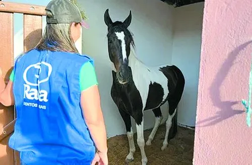 Shopping Mangalarga Marchador oferece condições exclusivas para aquisição de equinos de elite