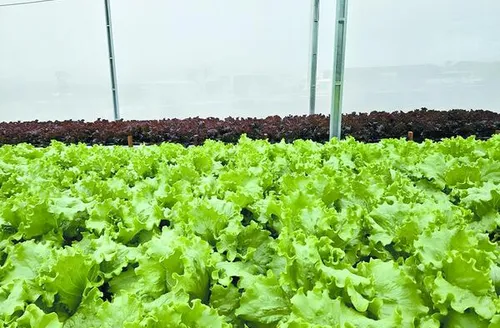 Sistema de reuso aumenta em 61% a eficiência no uso da água na irrigação de hortaliças