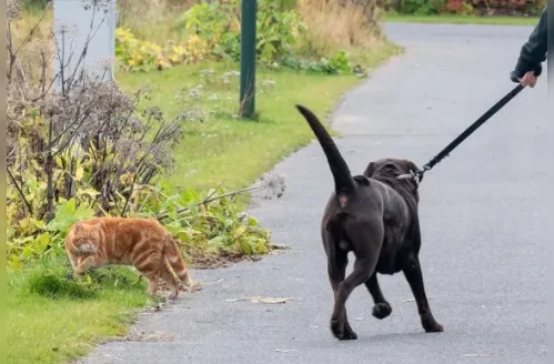 Vamos passear? Como curtir espaços públicos em segurança com seu pet