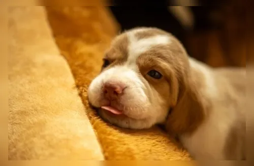 Vida em 4 patas: as mudanças que os cachorros vivem em cada idade