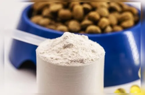 Whey protein também é para pets? Veterinário explica o uso e riscos