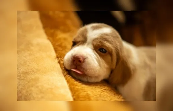 Vida em 4 patas: as mudanças que os cachorros vivem em cada idade