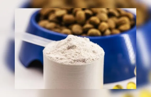 Whey protein também é para pets? Veterinário explica o uso e riscos