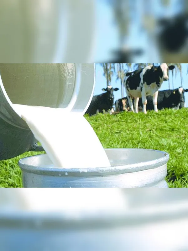 Crise do leite se aprofunda e Alagoas pode perder meio bilhão de reais ao ano