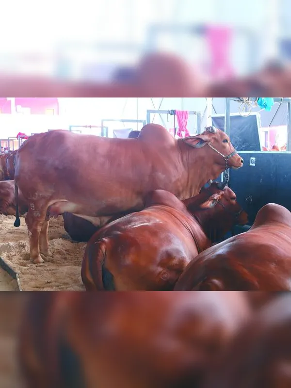 Expoagro reafirma posição como a maior do Nordeste