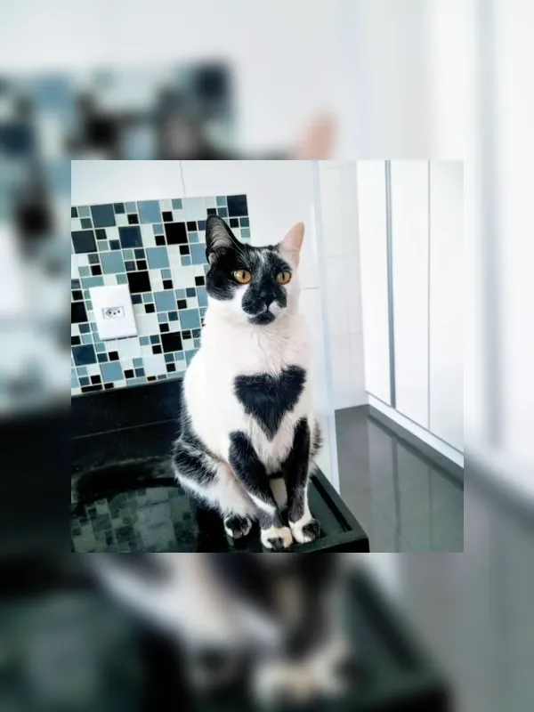 Gato SRD é eleito o mais bonito do Brasil com “marca de amor”