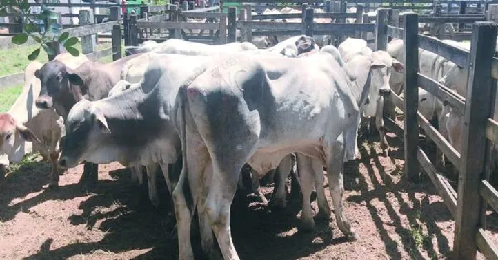 Imagem ilustrativa da imagem Atualização cadastral do rebanho deve ser feita em novembro