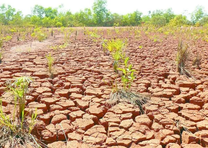 A inovação amplia o alcance da técnica de recuperação de solos com o uso de microrganismos