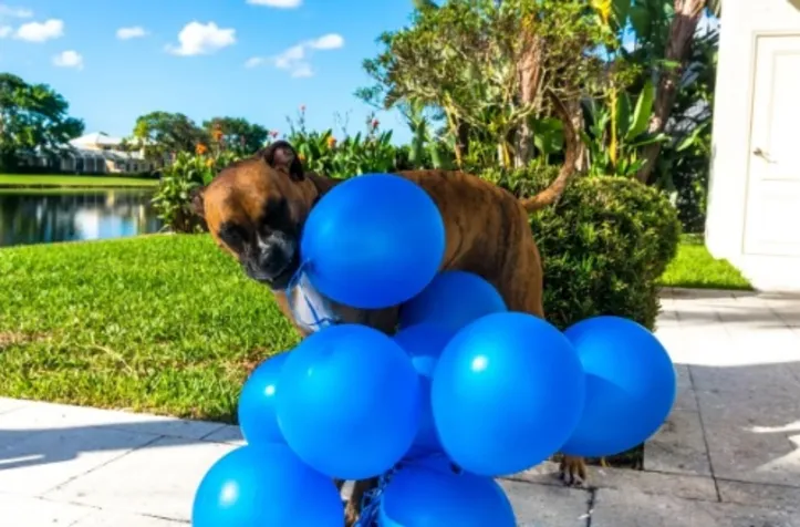 Tutores devem ficar atentos aos sintomas do câncer de próstata nos animais