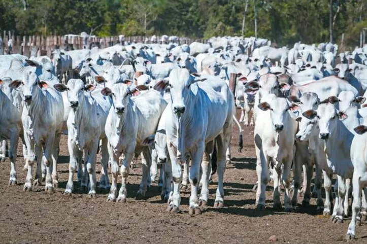 Imagem ilustrativa da imagem Capão de Angico reúne genética diferenciada e eficiência produtiva