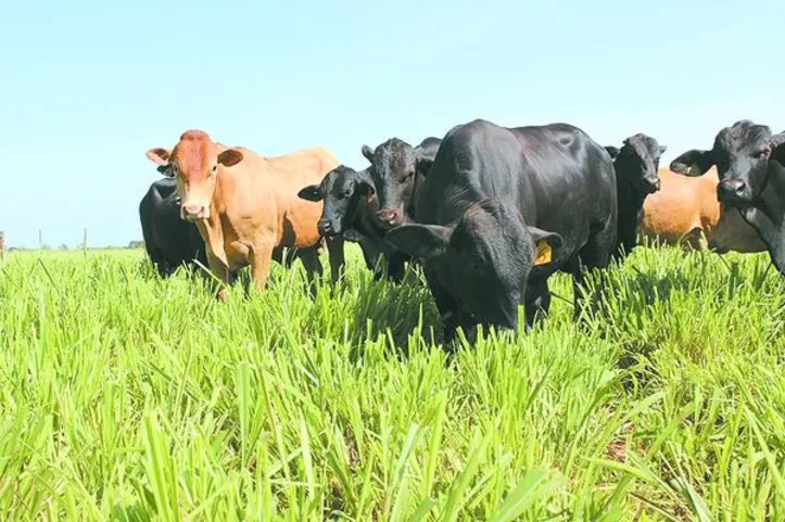 O CBC vai garantir ao consumidor que a carne foi produzida segundo rigorosos critérios ambientais e processos auditáveis
