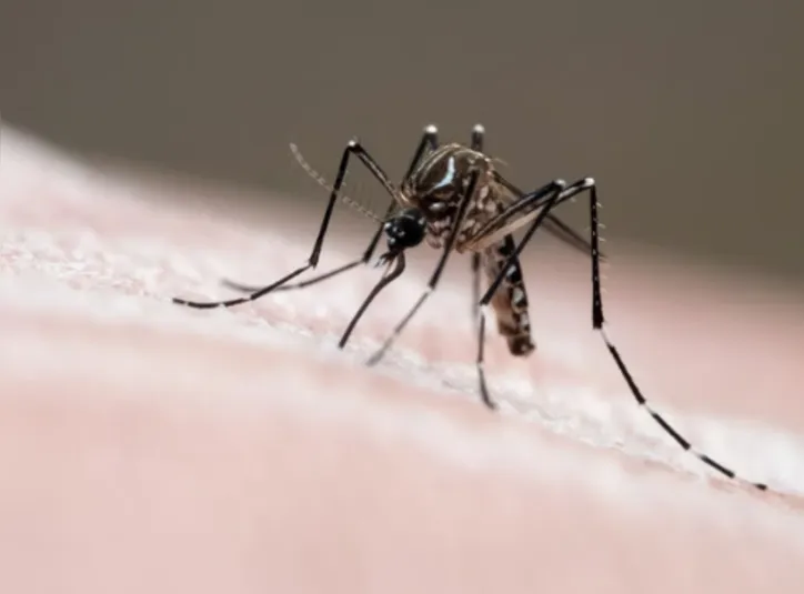 Casos de dengue caem 58% em Alagoas, mas Ministério da Saúde mantém o alerta e lança nova campanha de prevenção