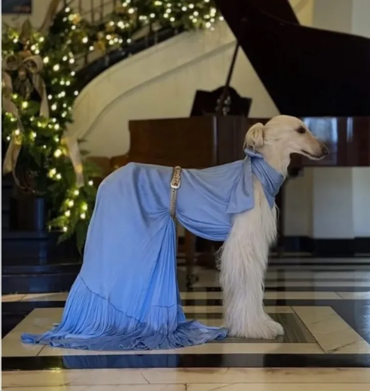 Imagem ilustrativa da imagem Conheça a cachorrinha Samantha, a influencer de moda do momento