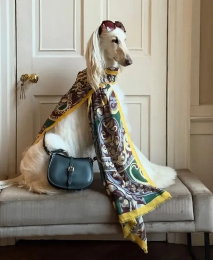 Imagem ilustrativa da imagem Conheça a cachorrinha Samantha, a influencer de moda do momento