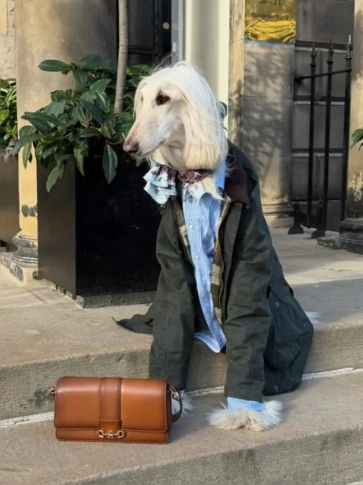 Imagem ilustrativa da imagem Conheça a cachorrinha Samantha, a influencer de moda do momento