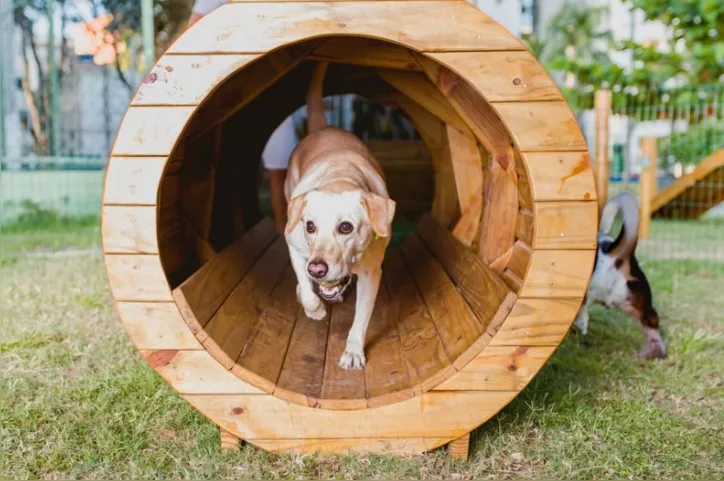 Tutores encontram espaços ao ar livre para a diversão dos pets