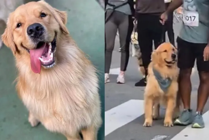 Cássio é um golden retriever que vem se destacando em corridas pet