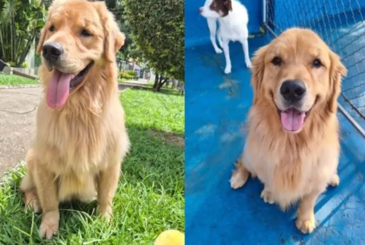 Cássio é um golden retriever que vem se destacando em corridas pet