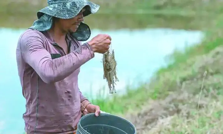 Tanques de criação de camarão se multiplicam como uma nova promessa de prosperidade para quem vive da terra