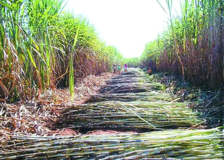 Integração de bioenergia com captura de carbono e uso de biochar evita que o CO₂ retorne à atmosfera