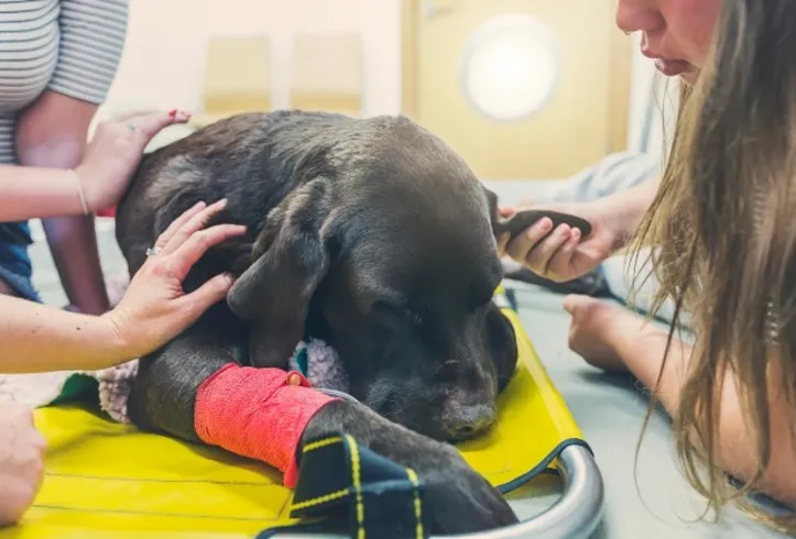 Imagem ilustrativa da imagem Eutanásia em pets: veterinária orienta em quais casos ela é indicada