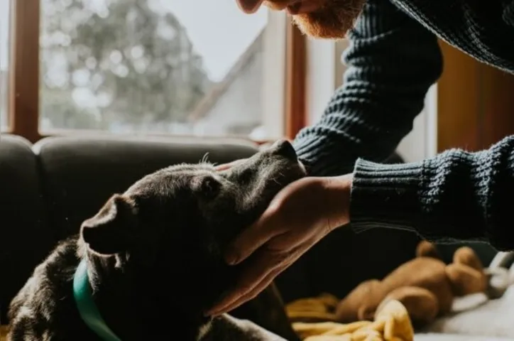 Imagem ilustrativa da imagem Eutanásia em pets: veterinária orienta em quais casos ela é indicada