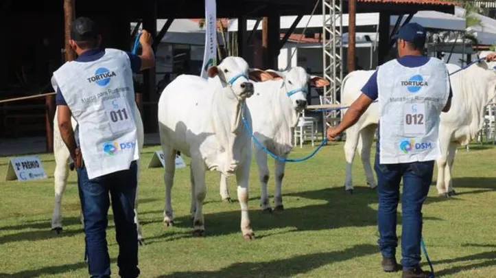 Imagem ilustrativa da imagem Expoagro 2025 foca em inovação e protagonismo no agronegócio do Nordeste
