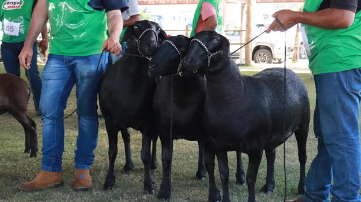Imagem ilustrativa da imagem Expoagro 2025 foca em inovação e protagonismo no agronegócio do Nordeste