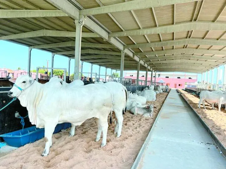 Imagem ilustrativa da imagem Expoagro-AL terá programação para todas as cadeias produtivas