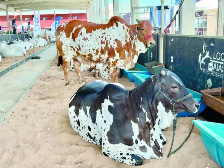 Raças de corte são destaque na exposição, que começa no dia 25