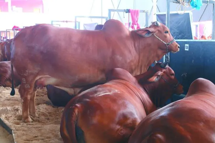 Imagem ilustrativa da imagem Expoagro reafirma posição como a maior do Nordeste