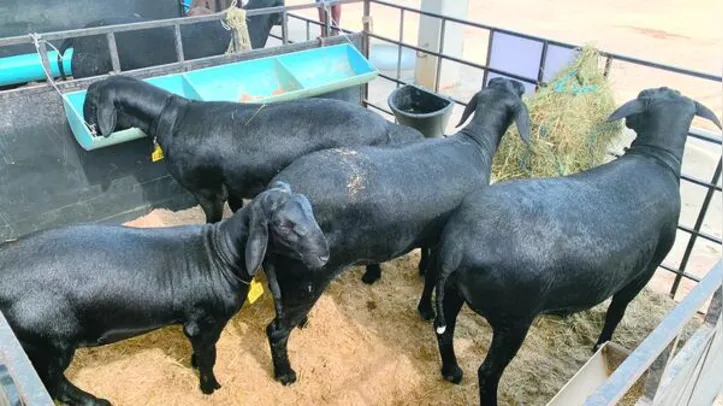 Imagem ilustrativa da imagem Expoagro reafirma posição como a maior do Nordeste