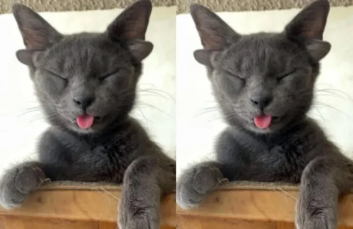 Animal faz sucesso e tem estimulado a adoção de pets