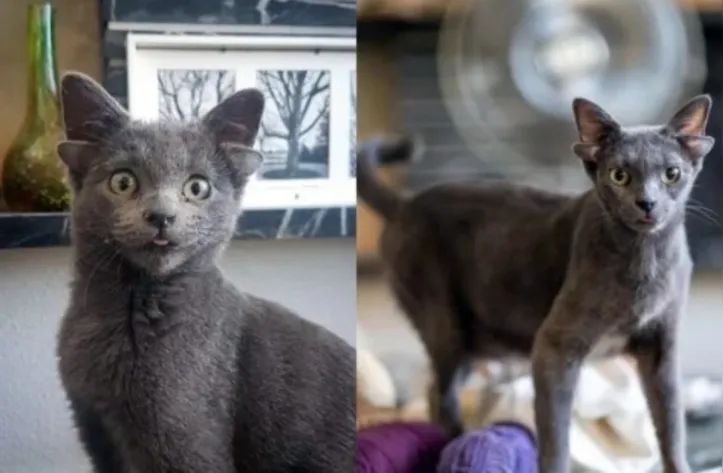 Gata com mutação genética viraliza na web