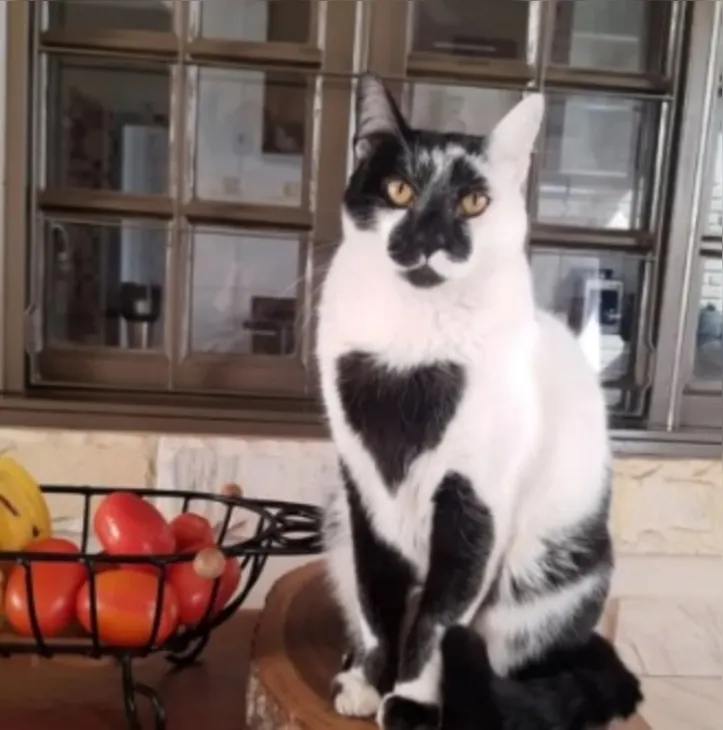 Imagem ilustrativa da imagem Gato SRD é eleito o mais bonito do Brasil com “marca de amor”