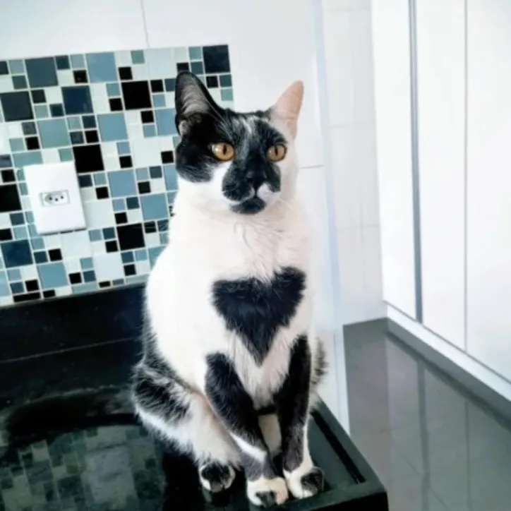 Imagem ilustrativa da imagem Gato SRD é eleito o mais bonito do Brasil com “marca de amor”