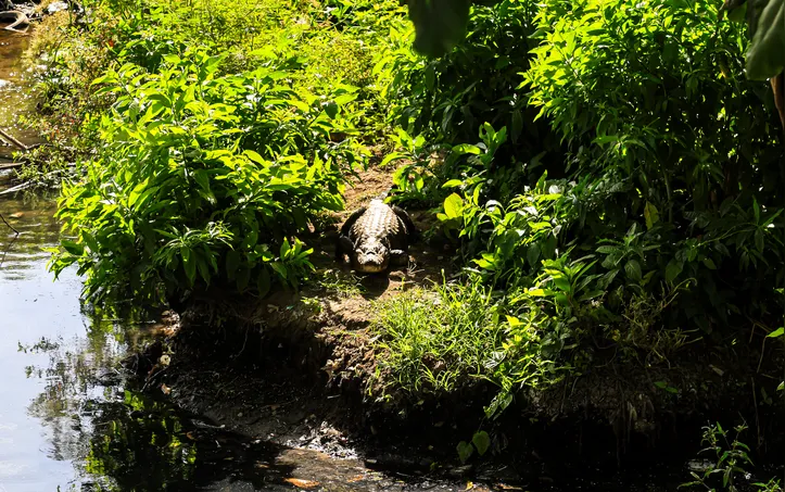 Durante vistoria, técnicos do IMA encontraram cerca de 10 animais no local e deram orientações