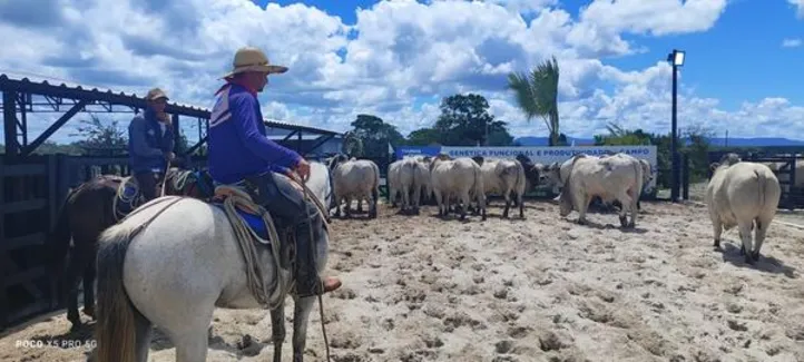 Imagem ilustrativa da imagem Leilões Santa Nazaré e Varrela movimentam a pecuária de corte nacional