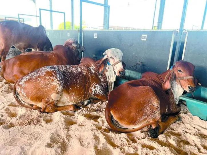 Leilão reúne animais de criatórios que são referência na seleção de Girolando e Gir Leiteiro