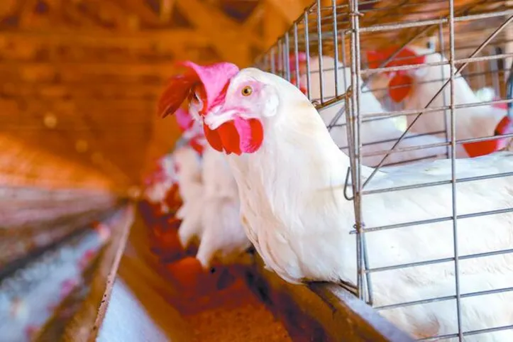 Para 2026, a expectativa é de continuidade da trajetória positiva das exportações