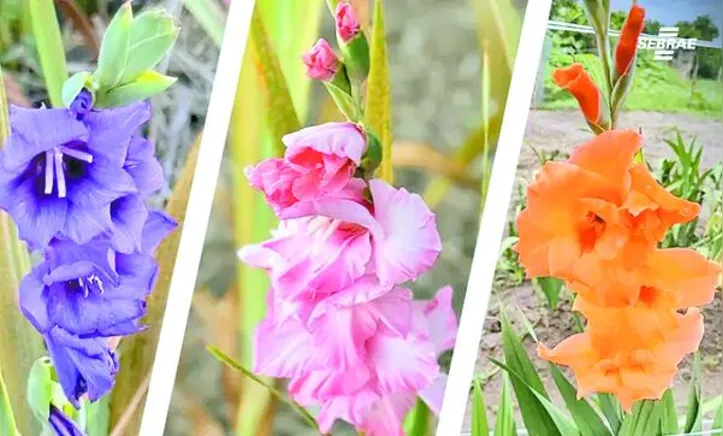 Gladíolos, dálias e Sansevierias cultivados no interior de Alagoas ganham novos mercados e movimentam a economia local