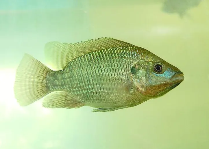 Imagem ilustrativa da imagem Sistema de bioflocos torna produção de tilápia mais sustentável e eficiente