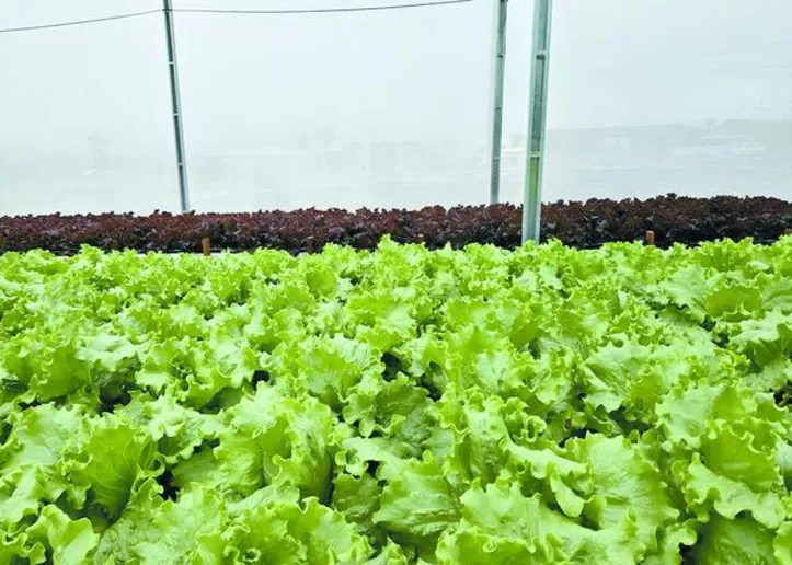 O sistema de reuso da solução nutritiva drenada também é utilizado no cultivo hidropônico de folhosas