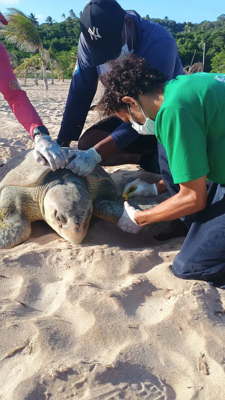 Biólogos identificaram e marcaram o animal