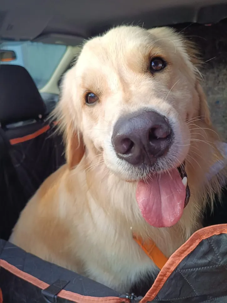 Imagem ilustrativa da imagem Um táxi cheio de amor