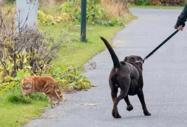 Confira cuidados necessários na hora de passear com o seu pet