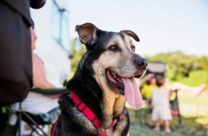 Imagem ilustrativa da imagem Vida em 4 patas: as mudanças que os cachorros vivem em cada idade
